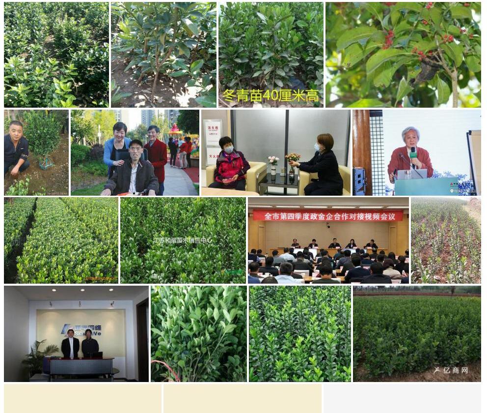 高冬青照片和图片/