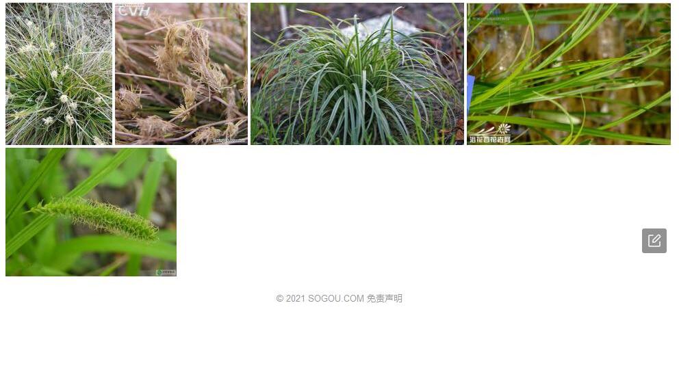 高加索薹草照片和图片/