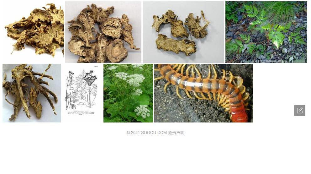高升藁本照片和图片/
