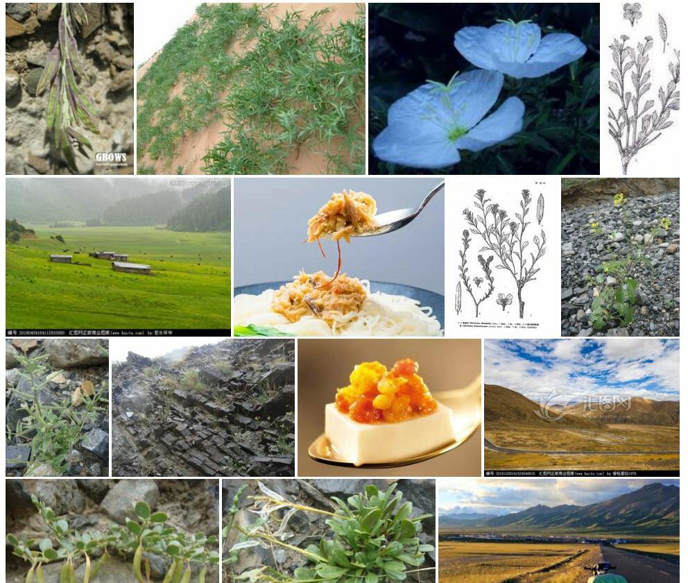 高原芥照片和图片/