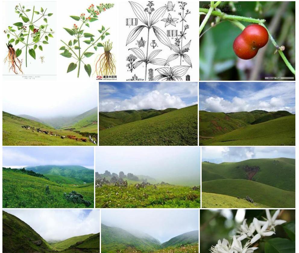 高原茜草照片和图片/