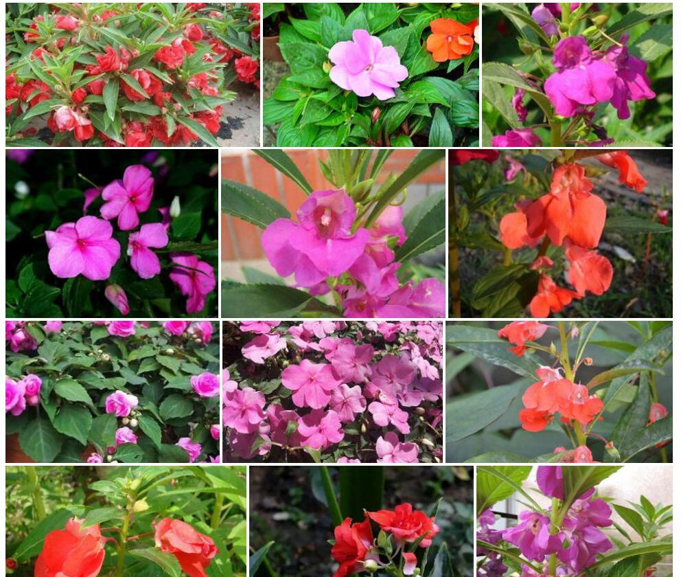 高坡凤仙花照片和图片/