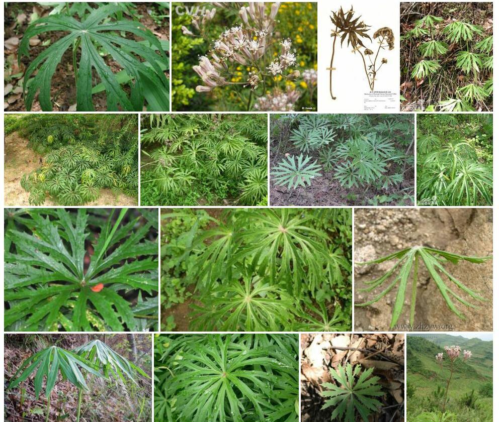 高山兔儿伞照片和图片/