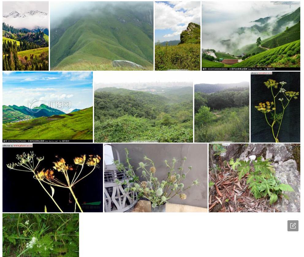 高山全叶山芹照片和图片/