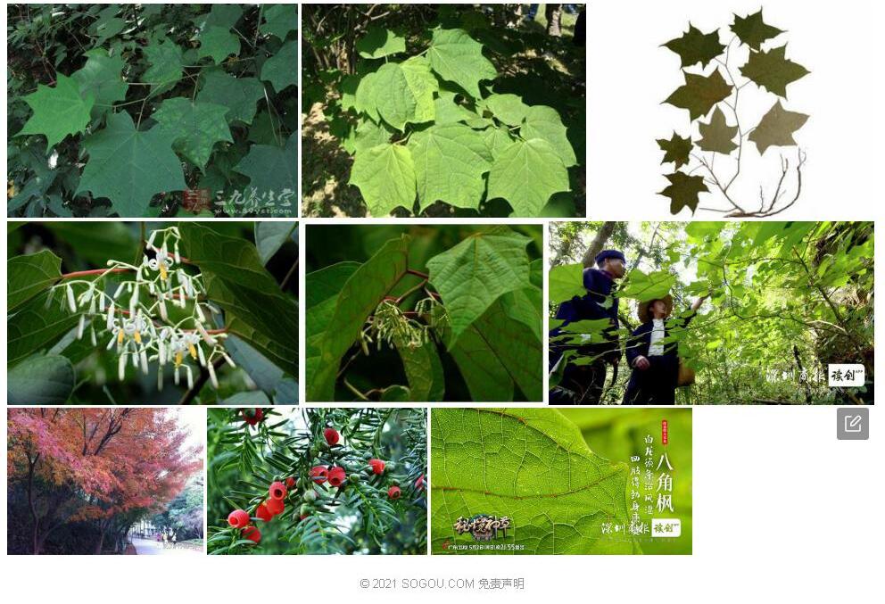 高山八角枫照片和图片/