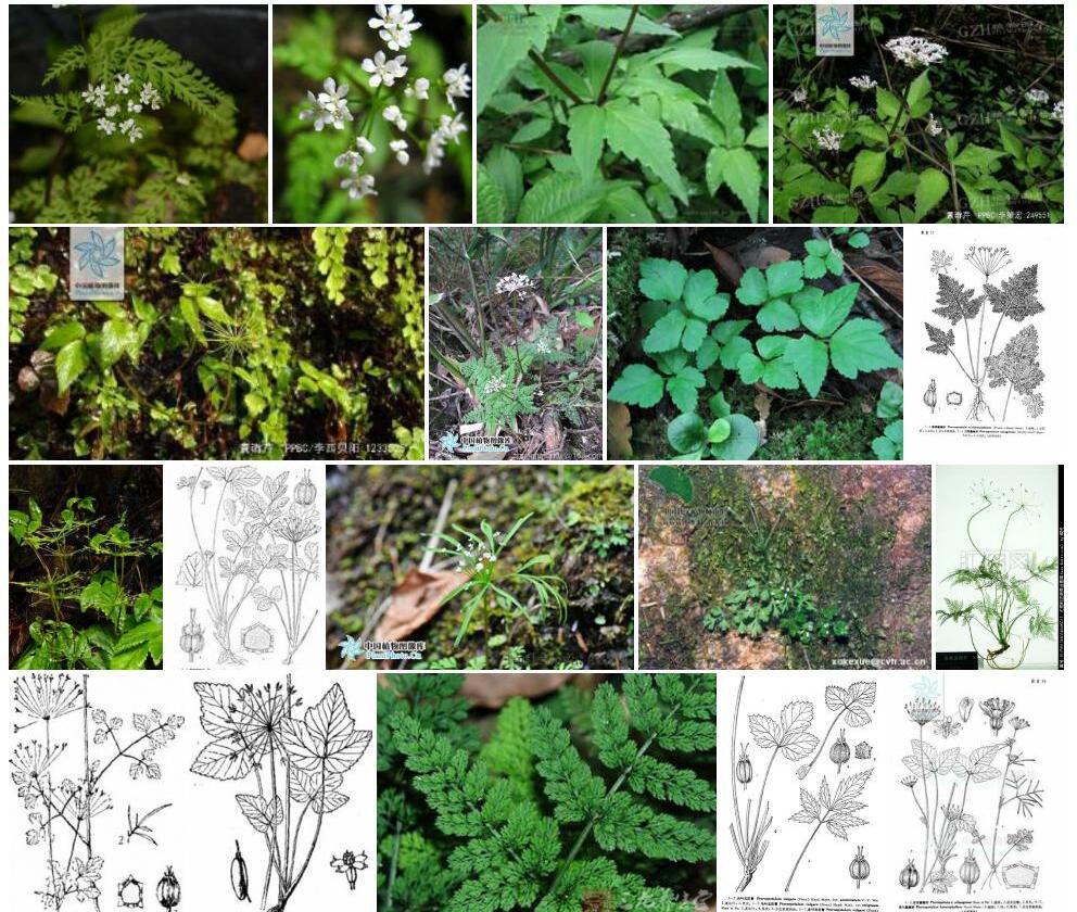 高山囊瓣芹照片和图片/