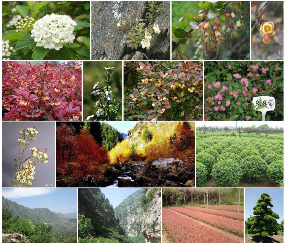 高山小檗照片和图片/