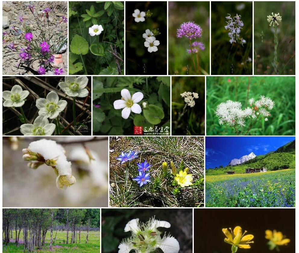 高山梅花草照片和图片/