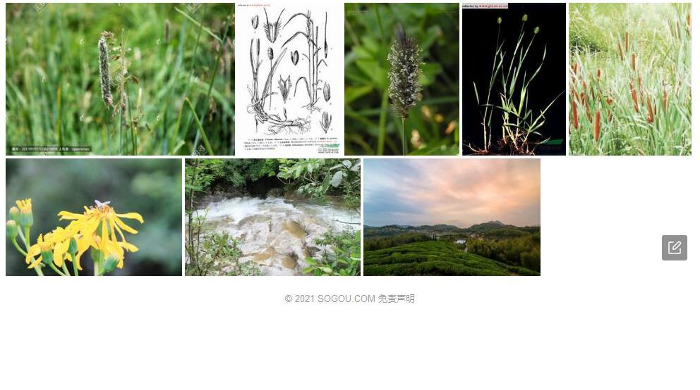 高山梯牧草照片和图片/