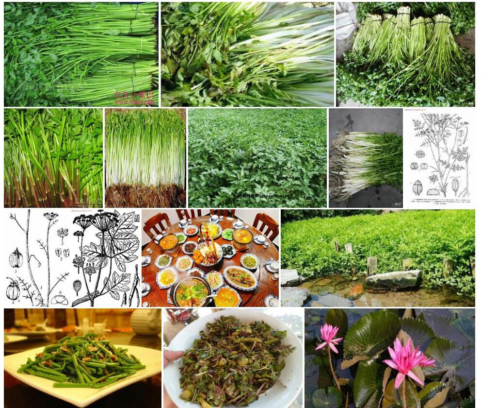 高山水芹照片和图片/