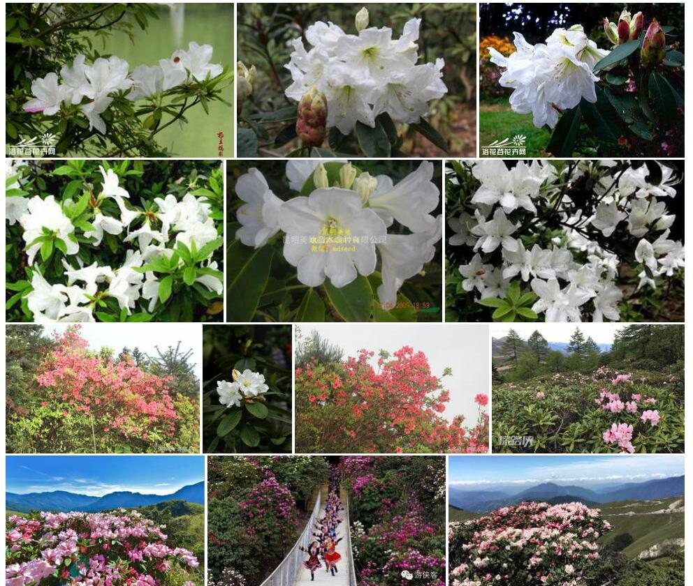 高山白花杜鹃照片和图片/