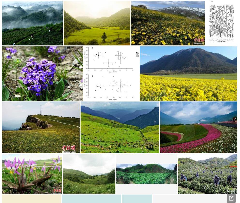 高山离子芥照片和图片/