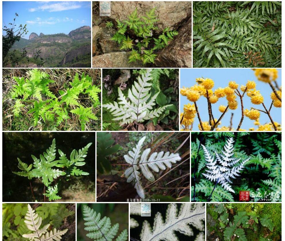 高山粉背蕨照片和图片/