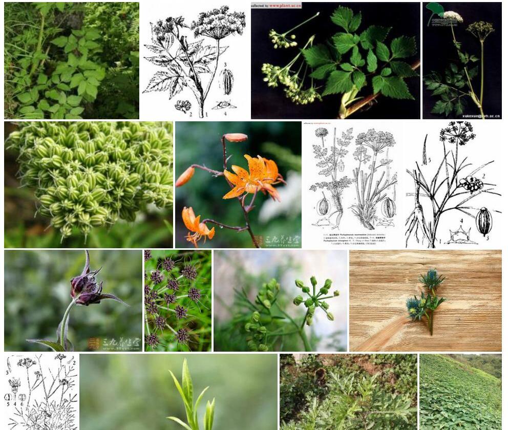 高山芹照片和图片/