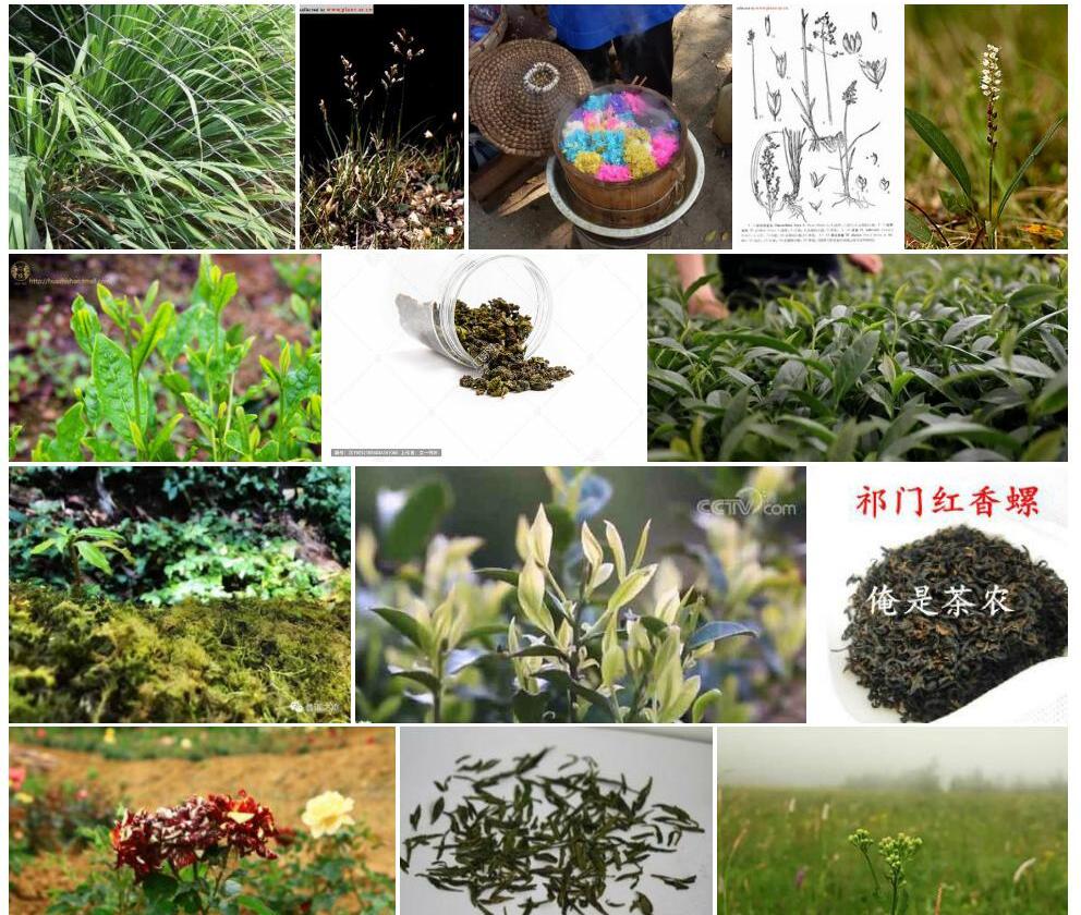 高山茅香照片和图片/