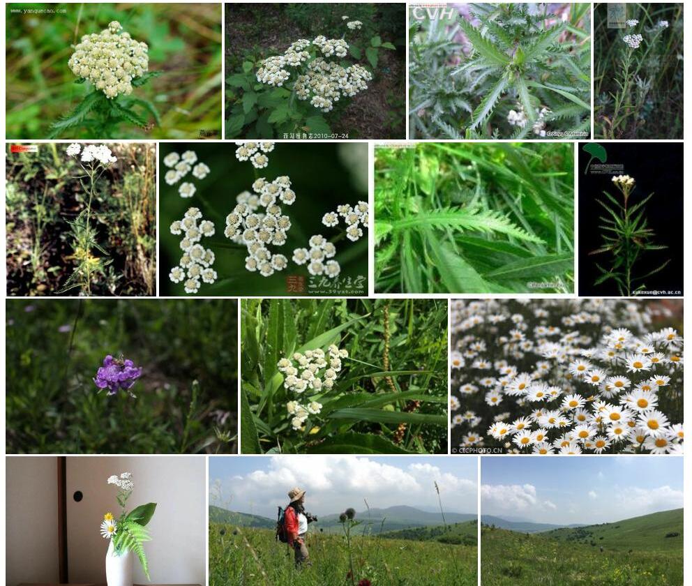 高山蓍照片和图片/