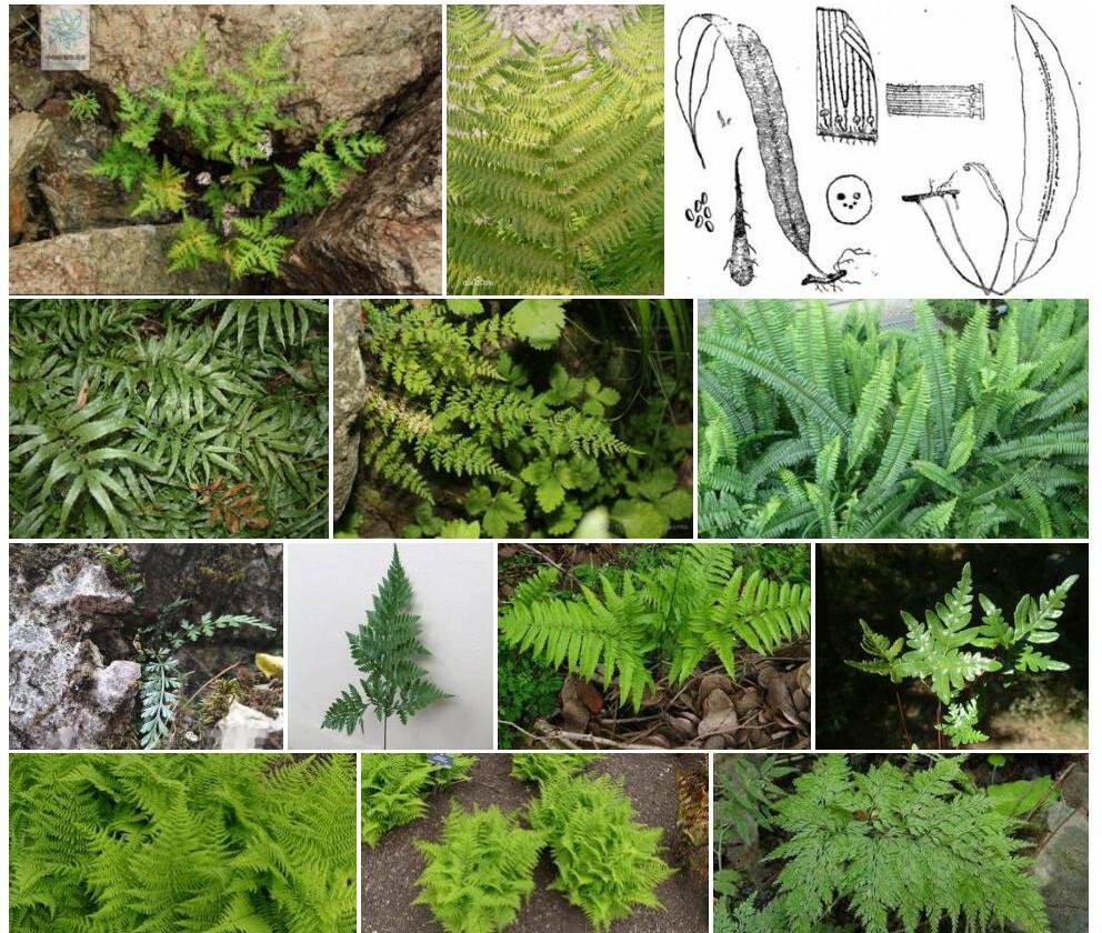 高山蓧蕨照片和图片/
