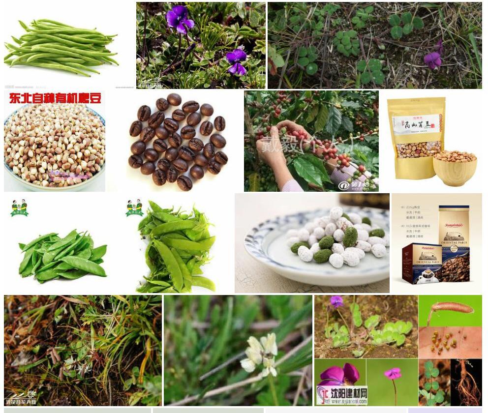 高山豆照片和图片/