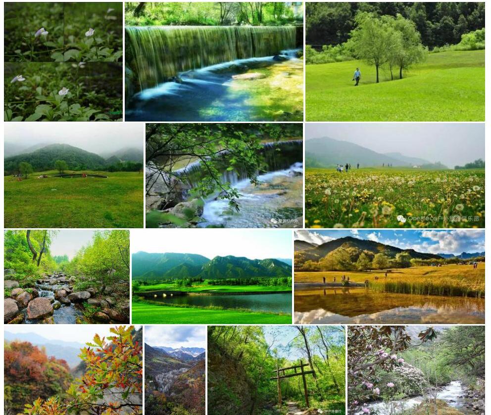 高山通泉草照片和图片/