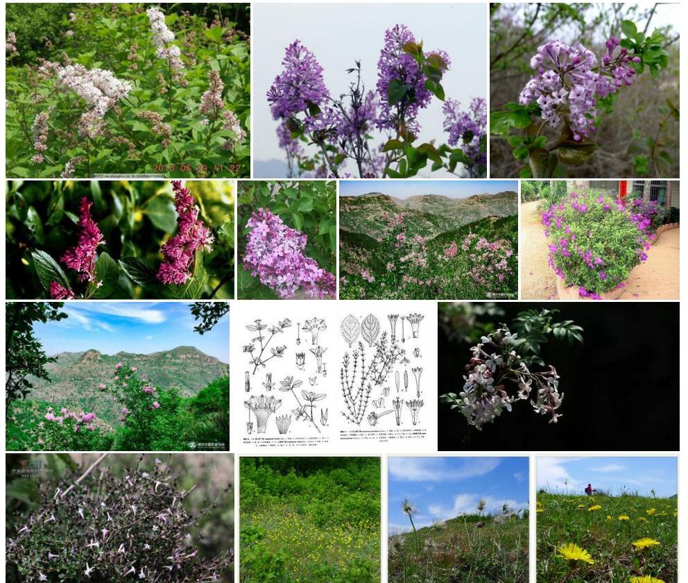 高山野丁香照片和图片/