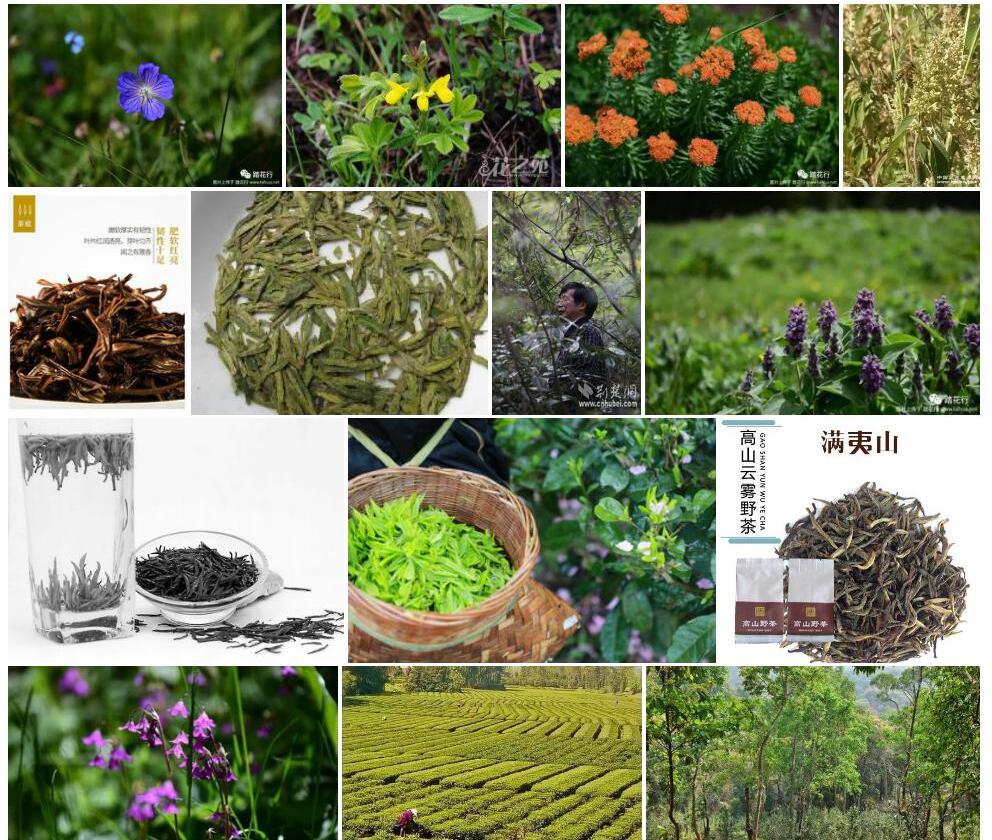 高山野决明照片和图片/