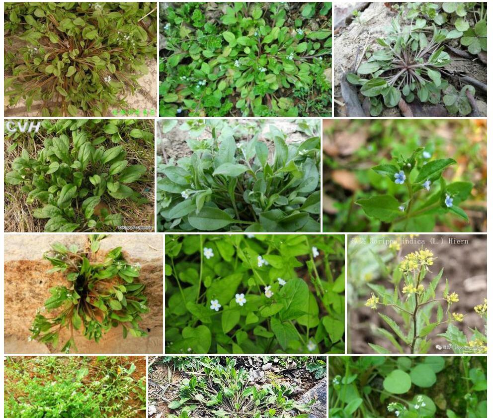 高山附地菜照片和图片/