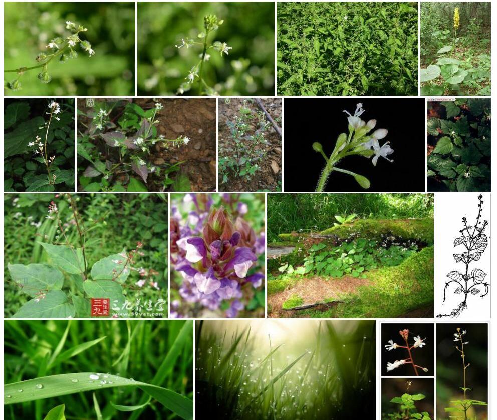 高山露珠草照片和图片/