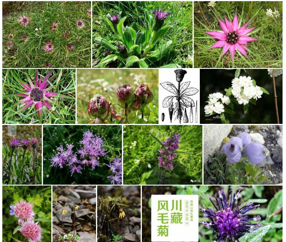 高山风毛菊照片和图片/