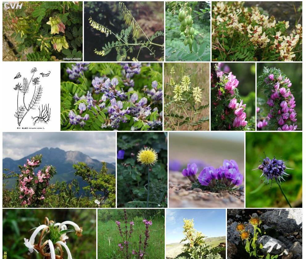 高山黄耆照片和图片/