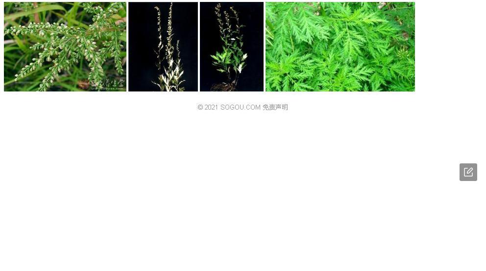 高岭蒿照片和图片/