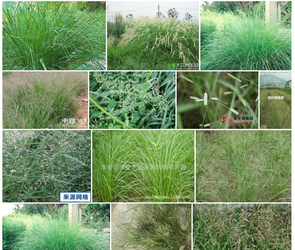 高画眉草照片和图片/