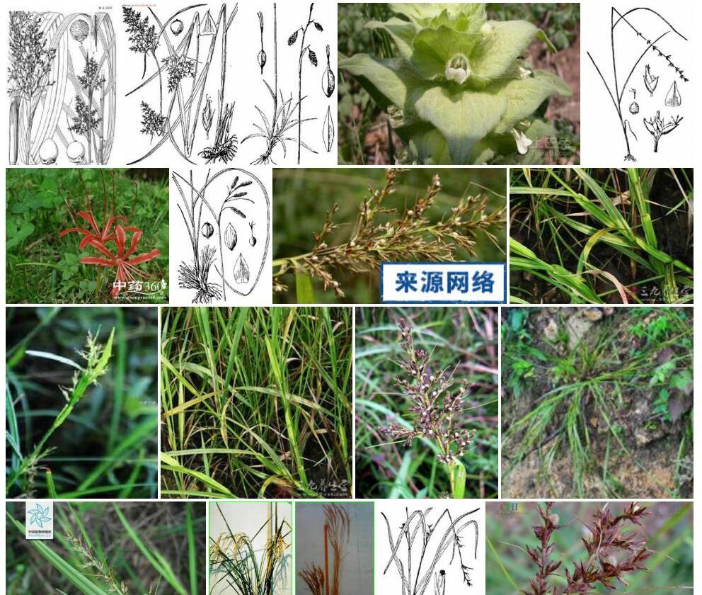 高秆珍珠茅照片和图片/