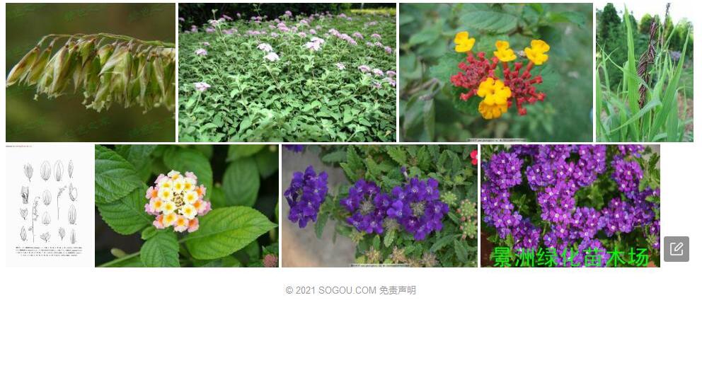 高臭草照片和图片/