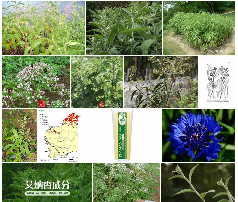高艾纳香照片和图片/