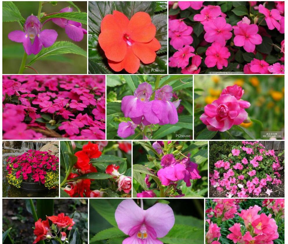 高贵凤仙花照片和图片/