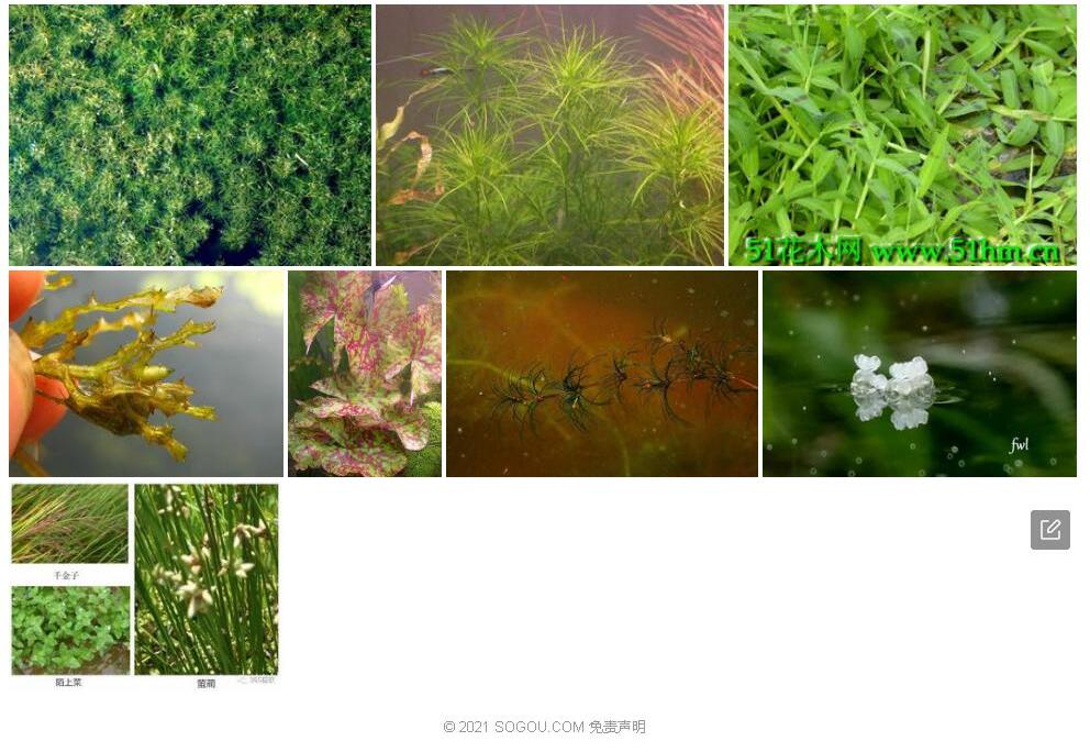 高雄茨藻照片和图片/