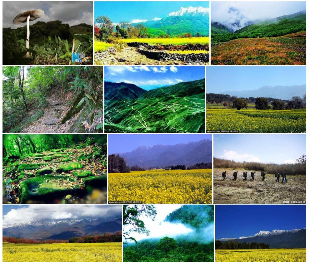 高黎贡山薹草照片和图片/