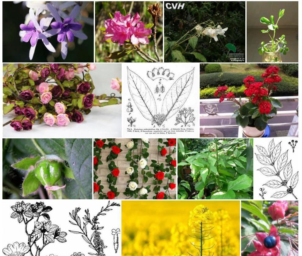 髯管花照片和图片/