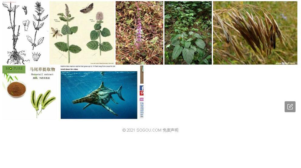 鬃尾草照片和图片/