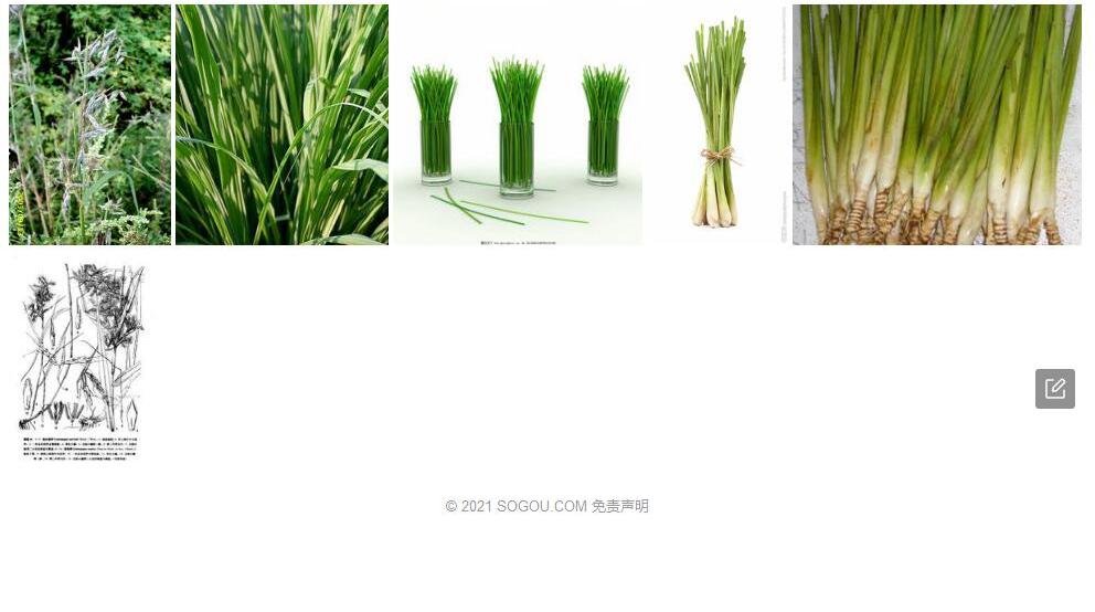 鲁沙香茅照片和图片/