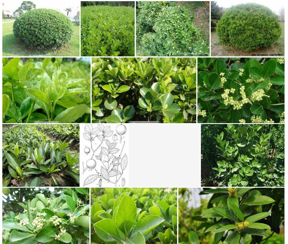 鲁甸冬青照片和图片/
