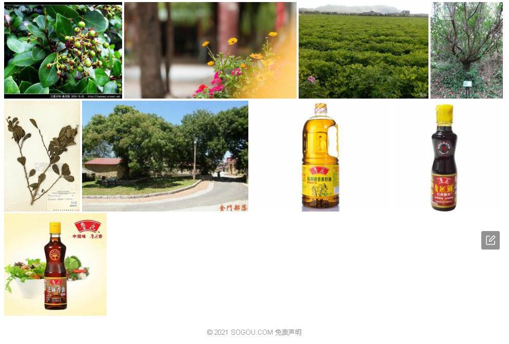 鲁花树照片和图片/