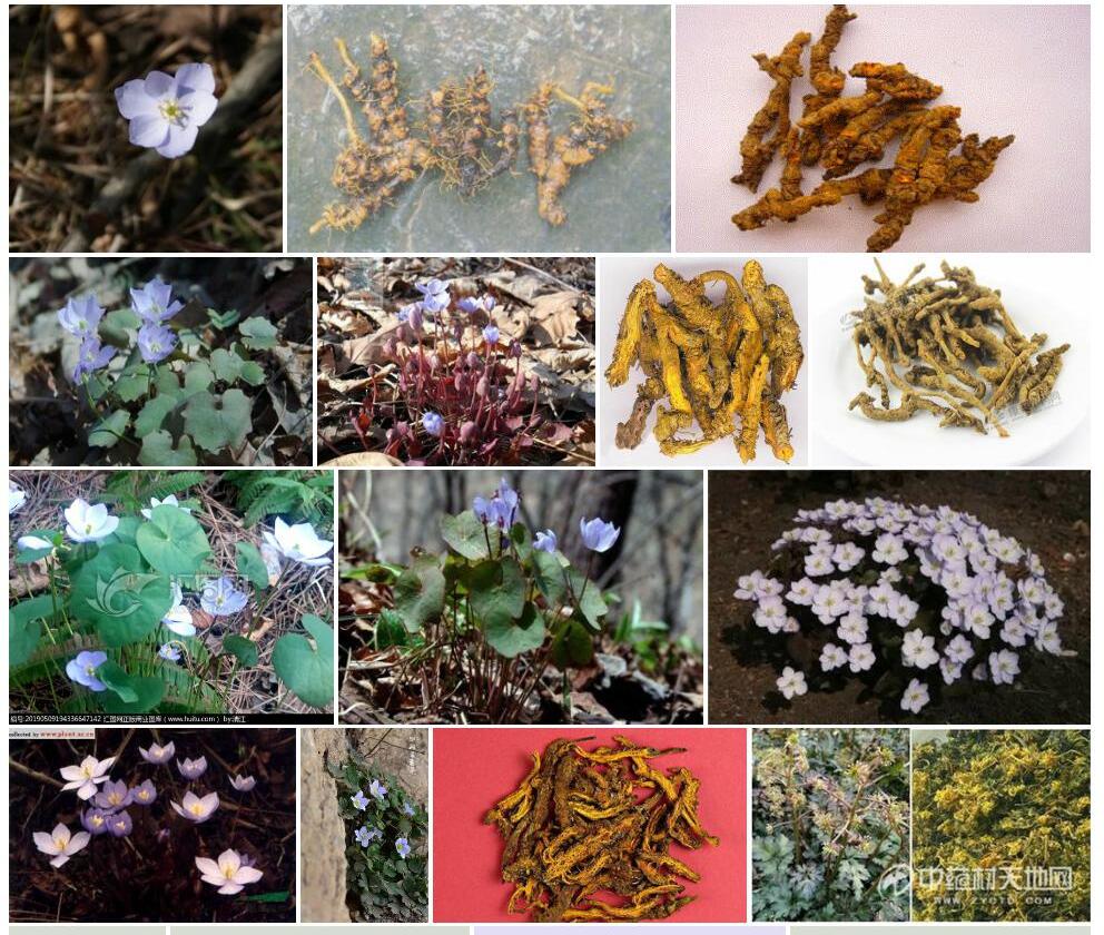 鲜黄连照片和图片/