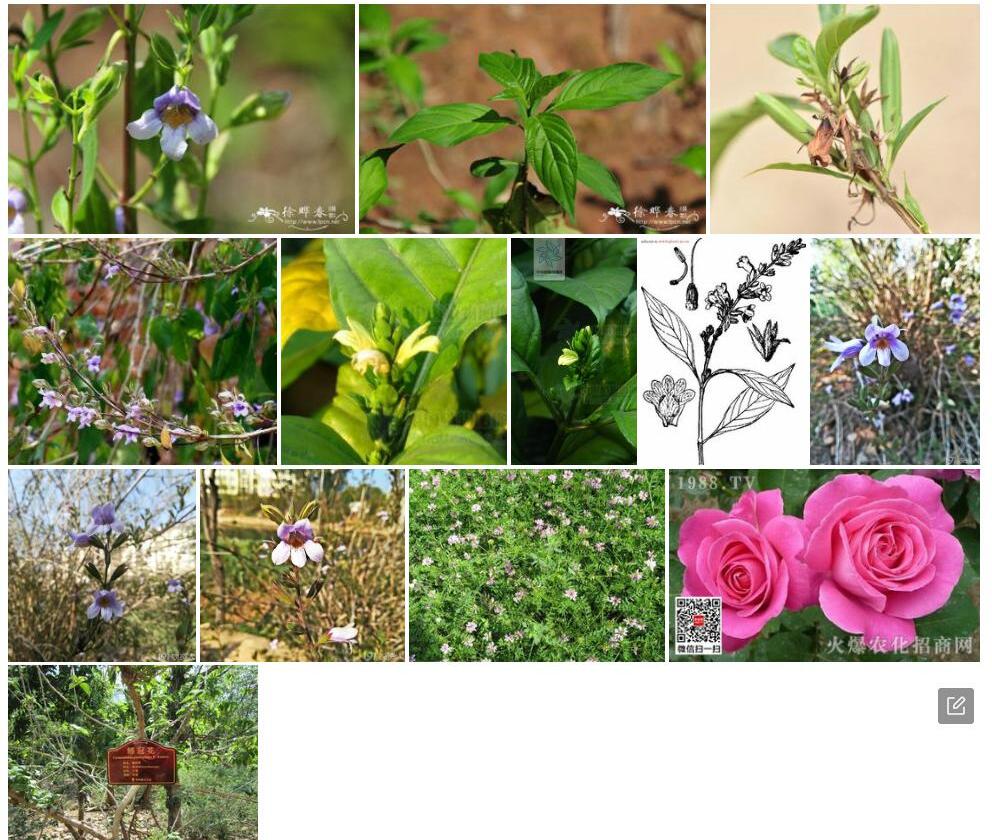 鳔冠花照片和图片/