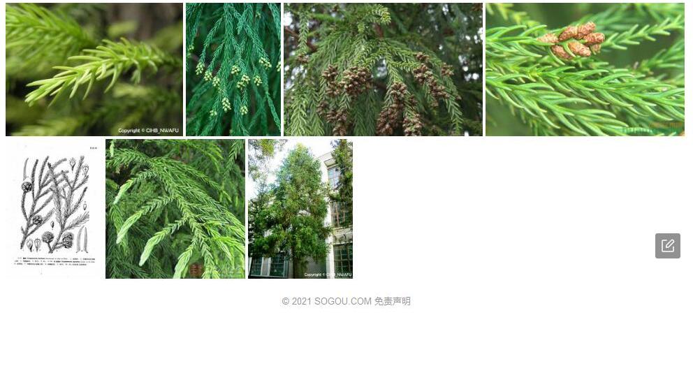 鳞叶柳杉照片和图片/