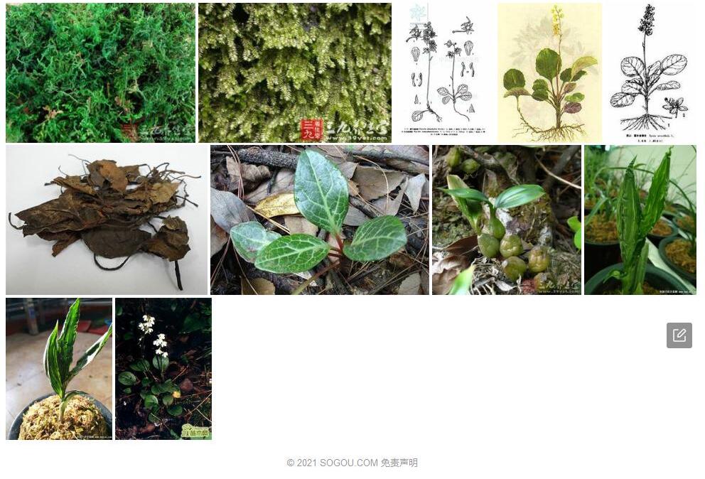鳞叶鹿蹄草照片和图片/
