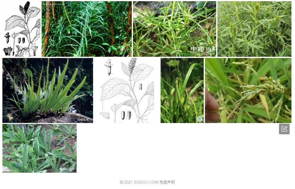 鳞果草照片和图片/
