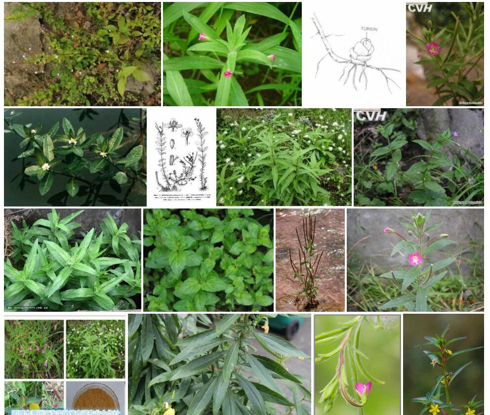 鳞根柳叶菜照片和图片/