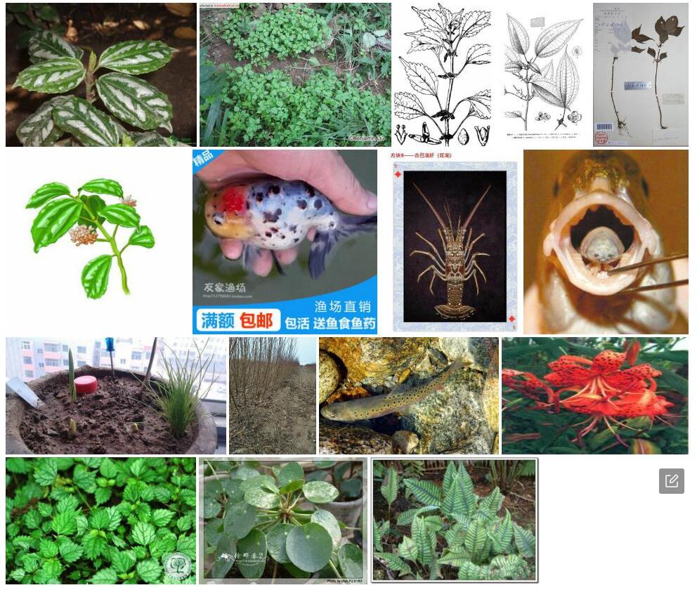 鳞片冷水花照片和图片/