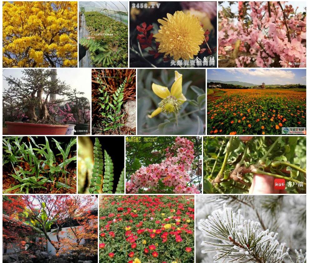 鳞花木照片和图片/